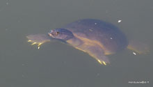 Tortue du lac - Ranakpur - Inde